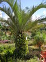 vignette Phoenix canariensis