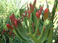 vignette Euphorbia enterophora