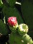 vignette Opuntia