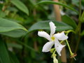 vignette Trachelospermum jasminoides, faux jasmin, jasmin des Indes