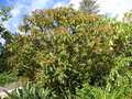 vignette Saurauia subspinosa