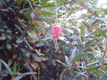 vignette crinodendron hookerianum