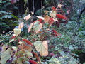 vignette begonia grandis
