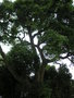 vignette Quercus suber - Chêne liège