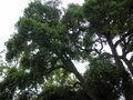 vignette Quercus suber - Chne lige
