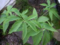vignette Sauromatum Venosum = Arum cornutum - Arum cornu