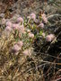 vignette Trifolium arvense - Pied de Livre