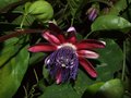 vignette Passiflora phoenicea (aka: alata ruby glow)