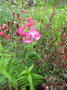 vignette penstemons