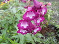 vignette penstemons