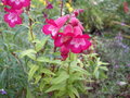 vignette penstemons