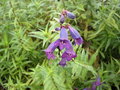 vignette penstemons