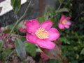 vignette camellia d'automne dit sasanqua