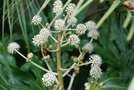 vignette Fatsia japonica-Araliacees