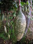 vignette Passiflora antioquiensis = Passiflora van-volxemi =Tacsonia van-volxemi - Passiflore rouge