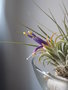 vignette floraison de tillandsia ionantha mexico