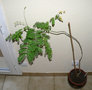 vignette Flamboyant Delonix regia