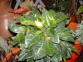 vignette gardenia jasminoides