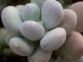 vignette pachyphytum oviferum