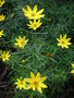 vignette Coreopsis verticillata - Coropsis