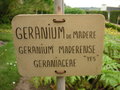 vignette Geranium maderense - Granium de Madre