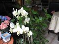 vignette phalaenopsis au 06 11 2008