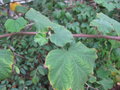 vignette Rubus tephrodes