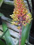 vignette Aechmea chlorophylla