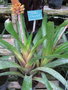 vignette Aechmea chlorophylla