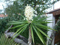 vignette Hampe florale yucca lphantipes.