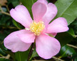 vignette Camlia ' HUGH EVANS ' ou ' NEW DAWN '? camellia sasanqua  , odorant