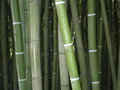 vignette Bambous