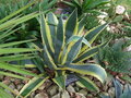 vignette agave americana & aloes saponaria