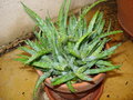 vignette Aloe Humilis