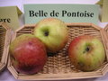 vignette Pomme 'Belle de Pontoise'