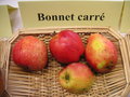 vignette Pomme 'Bonnet Carr'