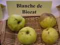 vignette Pomme 'Blanche de Biozat'