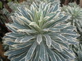 vignette Euphorbia characias 'Emmer Green'