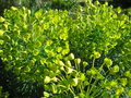 vignette Euphorbia characias 'Wulfenii'