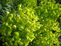 vignette Euphorbia characias 'Wulfenii'