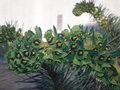vignette Euphorbia characias 'Black Pearl'