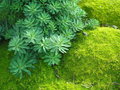vignette Euphorbia sp et Sagina subulata 'Aurea'