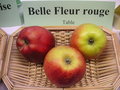 vignette Pomme 'Belle Fleur Rouge'