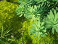 vignette Euphorbia sp et Sagina subulata 'Aurea'