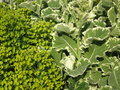 vignette Euphorbia et Brassica oleracea 'Joseph Coterel'