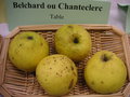 vignette Pomme 'Belchard' = 'Chanteclerc'