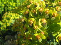 vignette Euphorbia myrsinites floraison