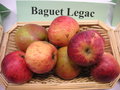 vignette Pomme 'Baguet Legac'