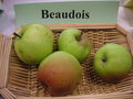 vignette Pomme 'Beaudois'