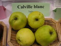 vignette Pomme 'Calville Blanc'